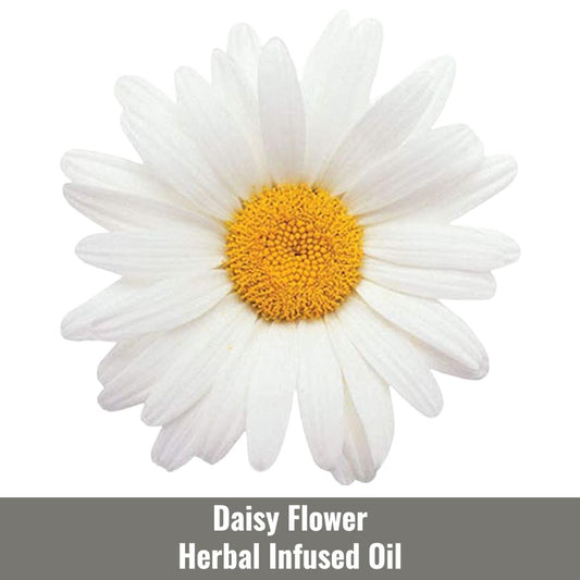 Daisy Flower Herbal Infused Oil (Daisy Macerated Oil)