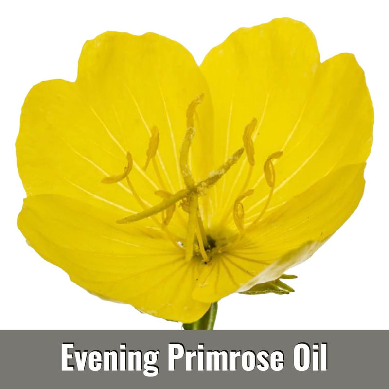 Evening Primrose Oil (Oenothera Biennis Seed Oil)