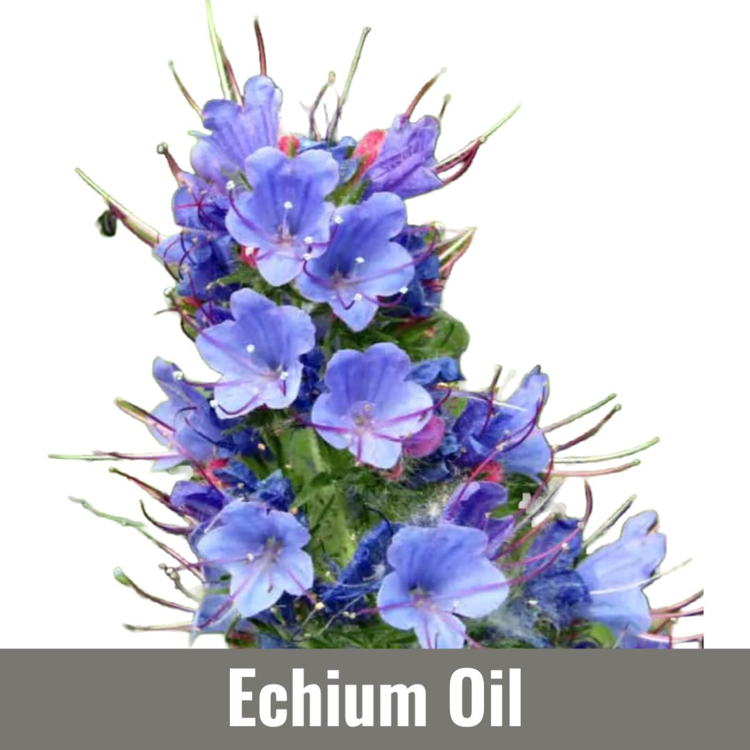 Echium Oil (Echium Plantagineum Seed Oil)