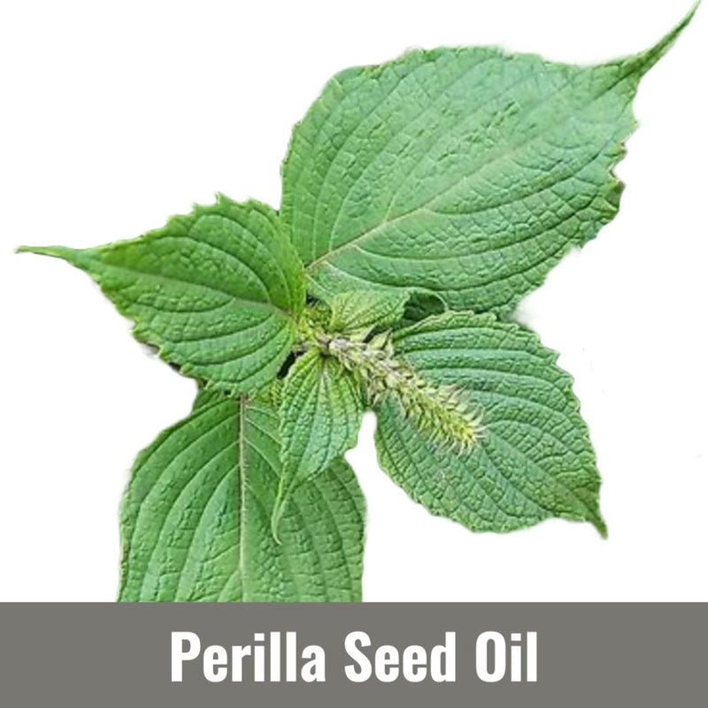 Perilla Seed Oil  (Perilla frutescens Seed Oil)