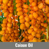 Caiaue (Elaeis Oleifera) Oil