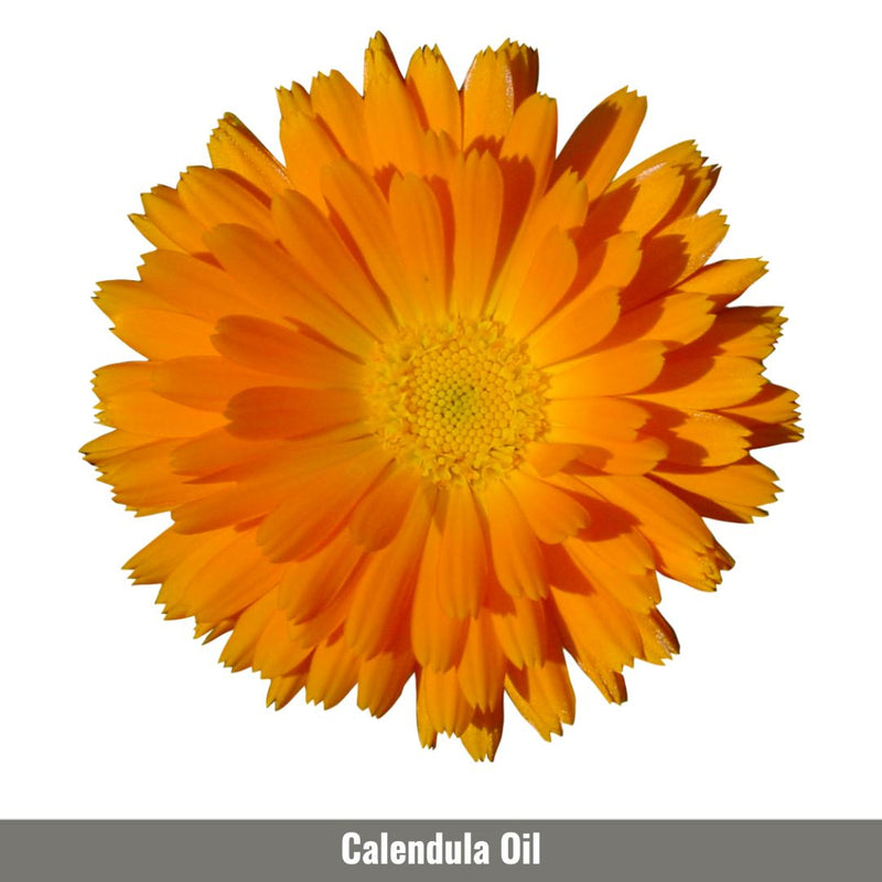 Calendula Herbal Infused Oil (Marigold)