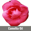 Camellia Oil (Tea Seed Oil)